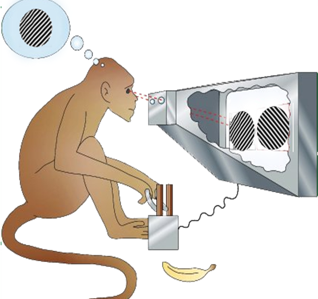 Where is conscious information in the brain? And how is it