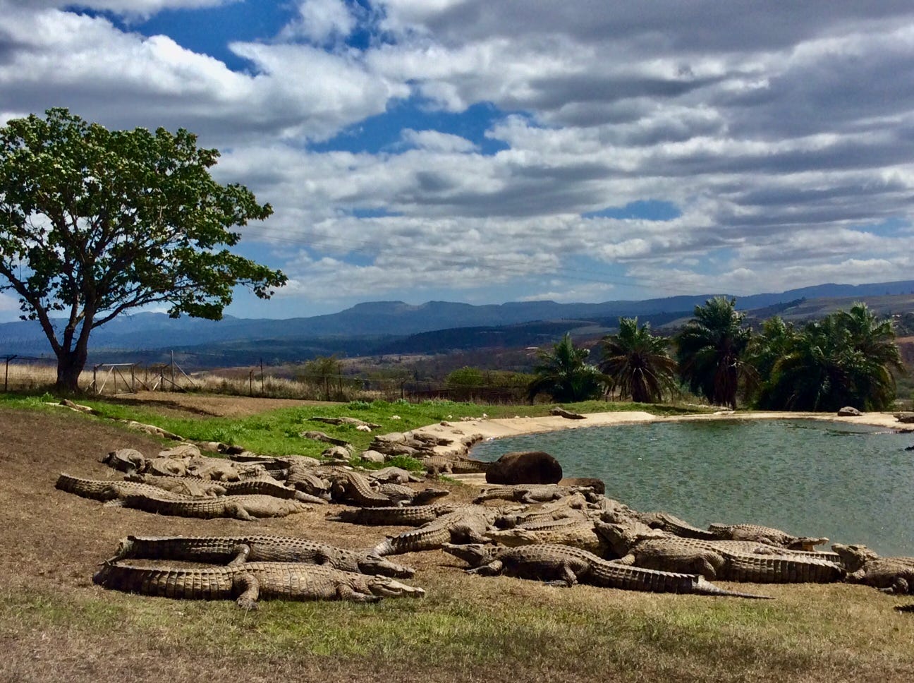 In a while, crocodile: these crocs will be moved to Limpopo. Photo: Wanda Hennig