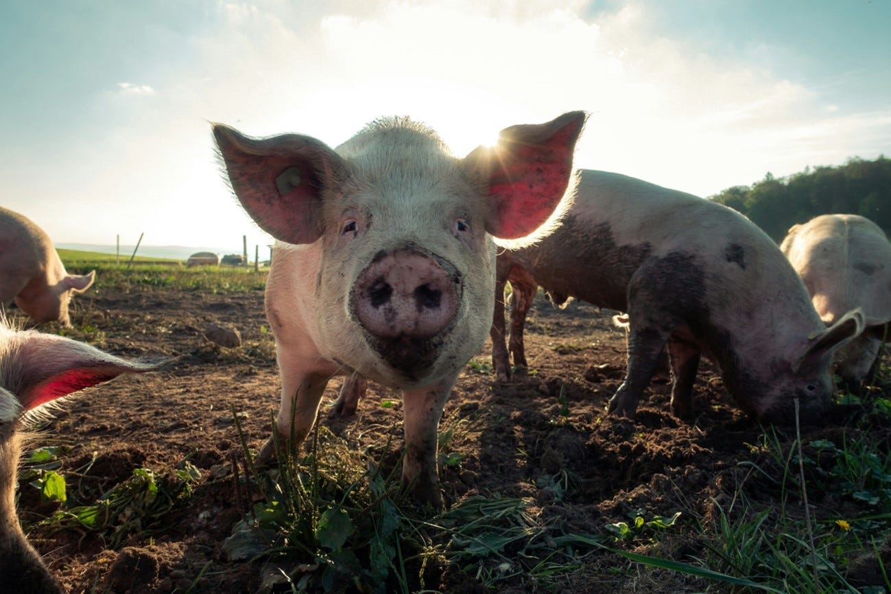 photo by Pascal Debrunner on Unsplash