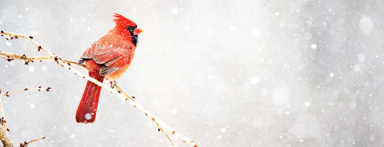 Parallels Between The Annual Cycle Of Nature And The Moments When Life Knocks Us Down