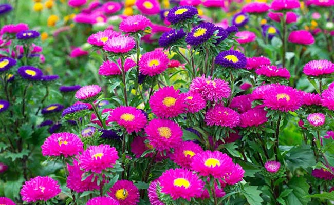 Best Winter Blooming Flowers for your Garden in India.