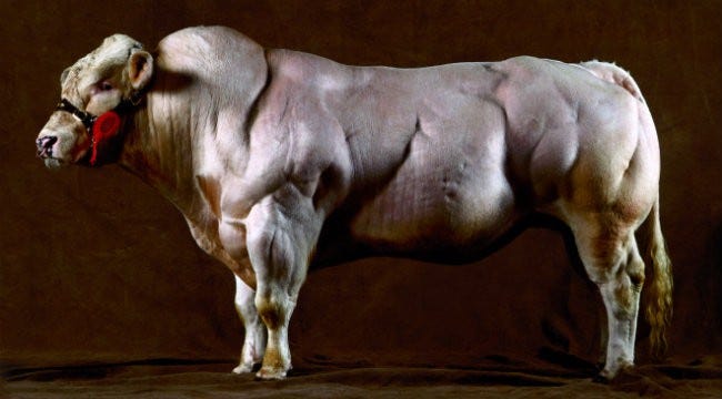 The protein that doesn't allow you to build muscle mass: Myostatin | by  Adri Beltran | Medium