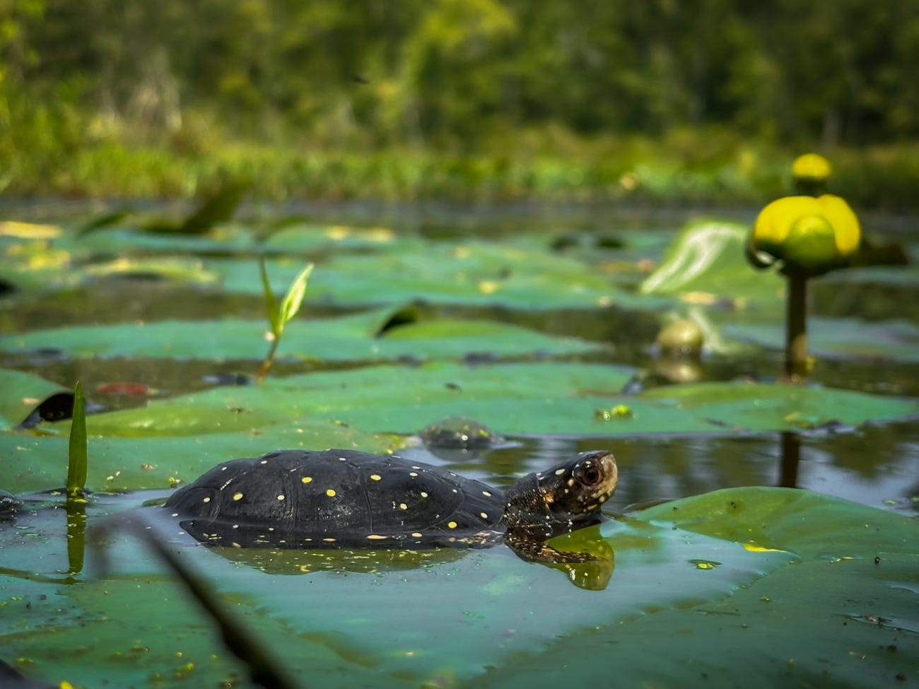 How Scientists Are Giving Rare Turtle Babies a Head Start on Life