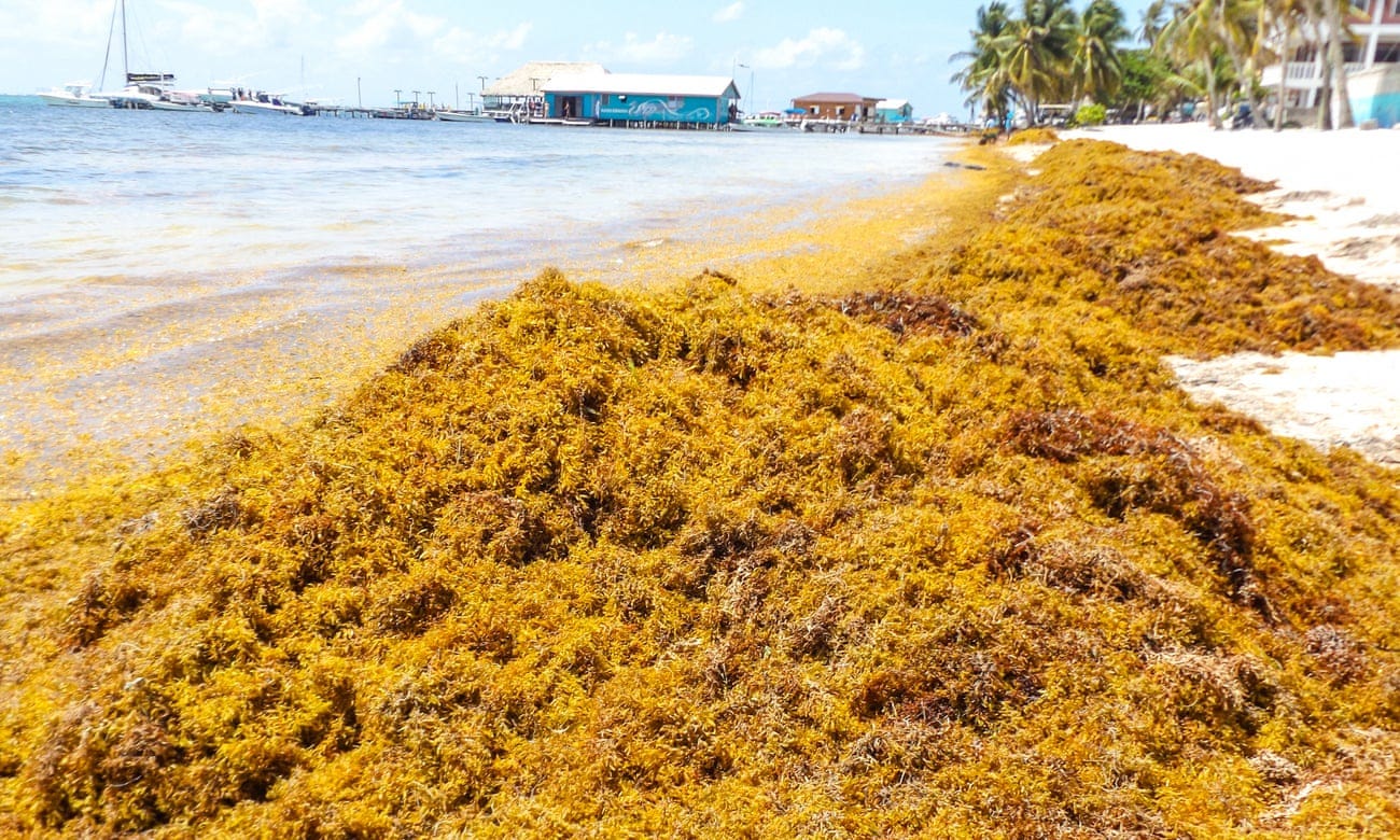 Caribe Seaweed Removal funding