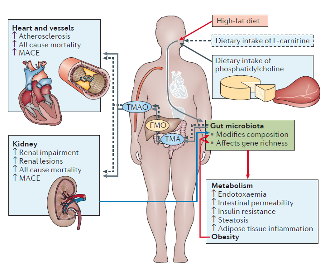 Diet, Microbiome and Metabolism: How Are They Related? | by Nina Vinot | In  Fitness & In Health