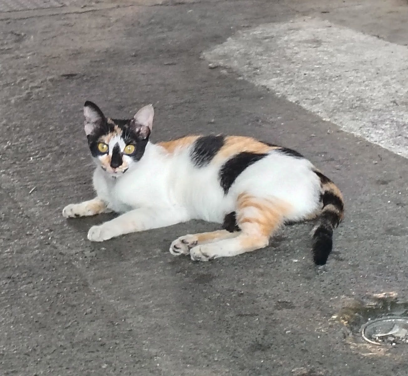 Tricolor kitty in Penghu