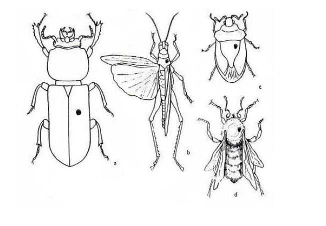 18. Forma directa de montar insectos en alfileres entomológicos. A y B