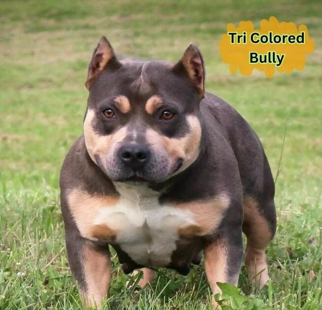 Bullys tricolor hotsell
