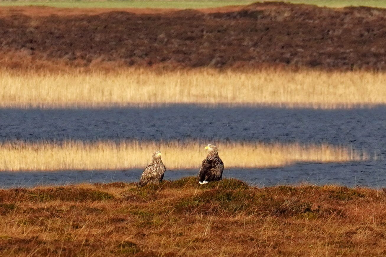 Sea Eagles. Islay.