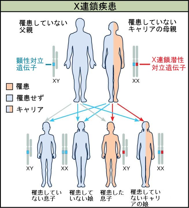 生物学 第2版 — 第12章 メンデルの実験と遺伝 —. Japanese