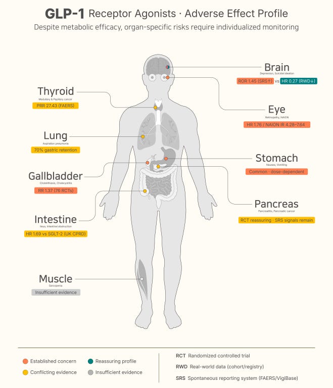 glp-1 drugs muscle loss Long-Term Effects Of GLP-1 Medications: What You Should Know