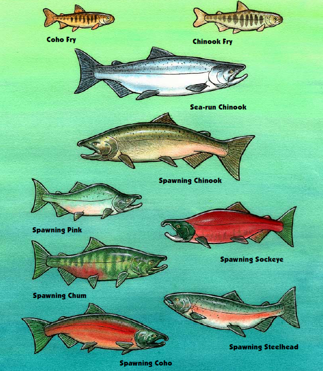 School is in Session: Pacific Salmon