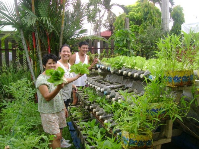kentia palm indoor plant Kentia Palm | Tall Indoor Plant | Buy Plants Online