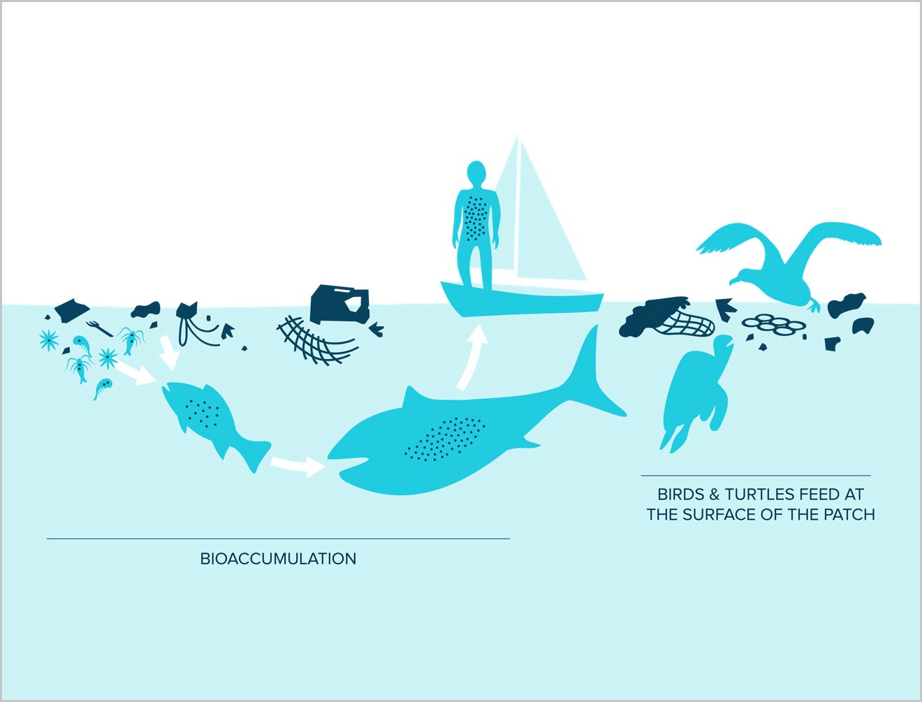 How plastic pollution travels up the food chain (from Ref 5)