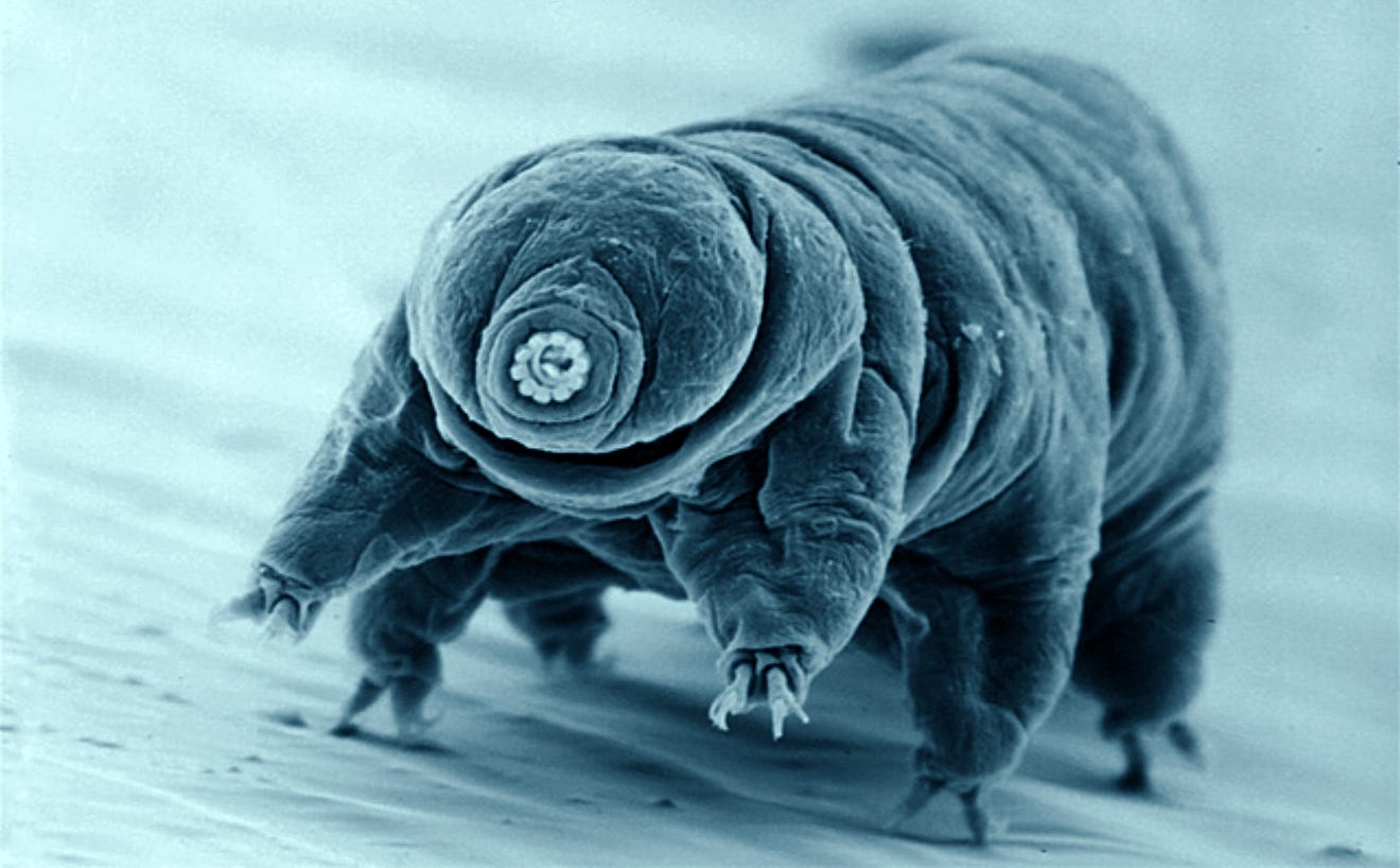 Mechanisms of Cryptobiosis and Radiotolerance in Tardigrades: Implications for Human Cellular…