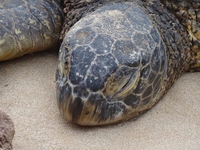 Greene Turtle chain getting rid of plastic straws