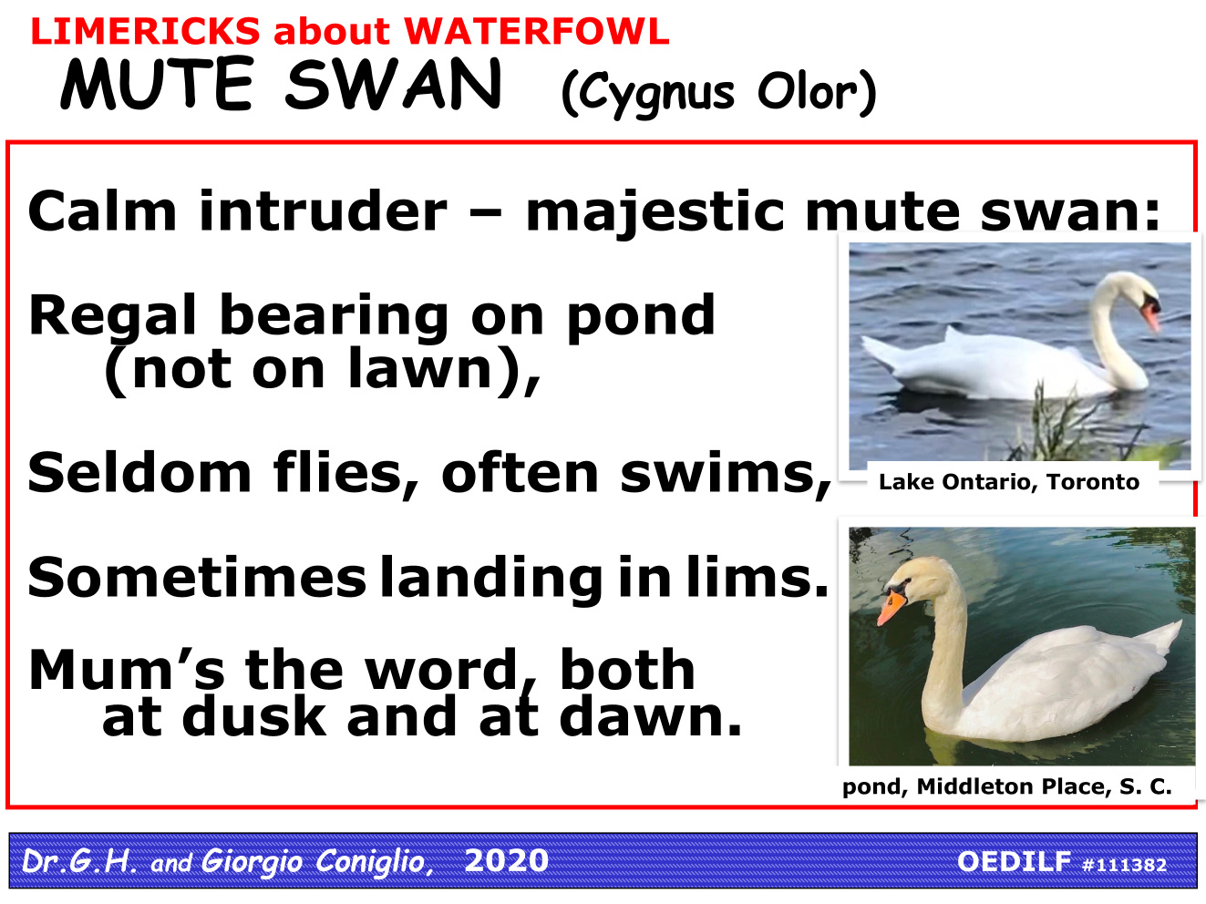Again, Even More Waterfowl, M to S