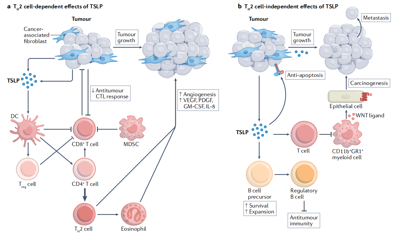 (Data source: Ebina-Shibuya R, et al. Nat Rev Immunol. 2023)