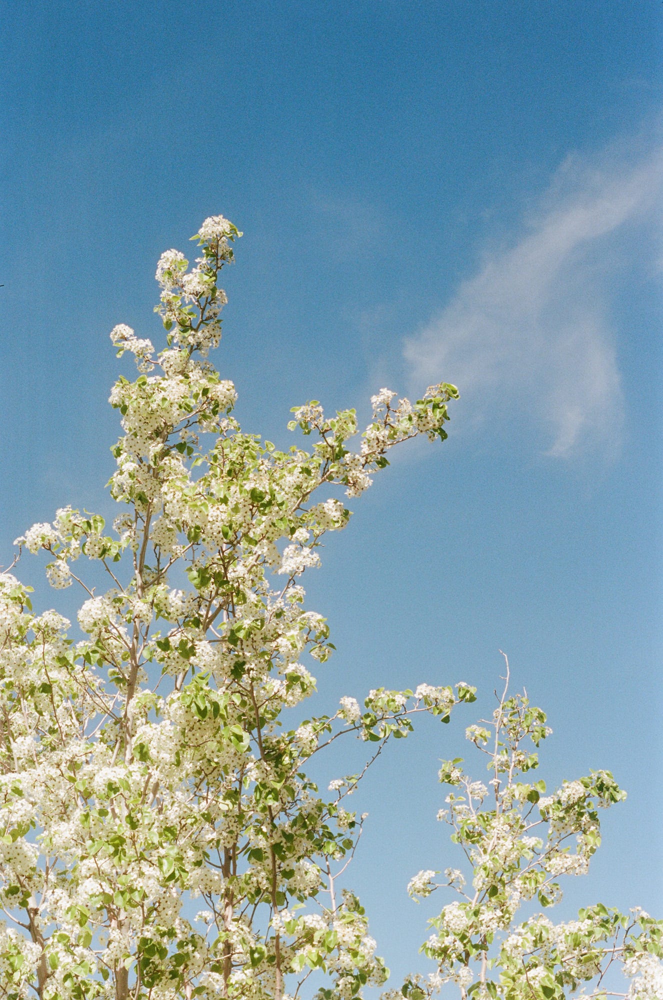 Pentax Spotmatic F with Kodak Porta 400
