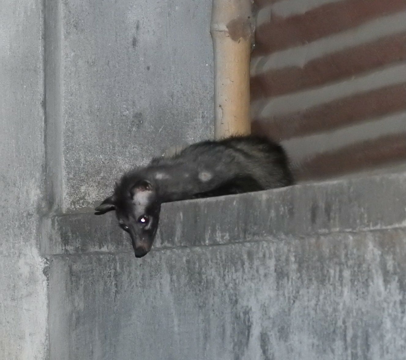 Asian palm civet (Copyright: author)