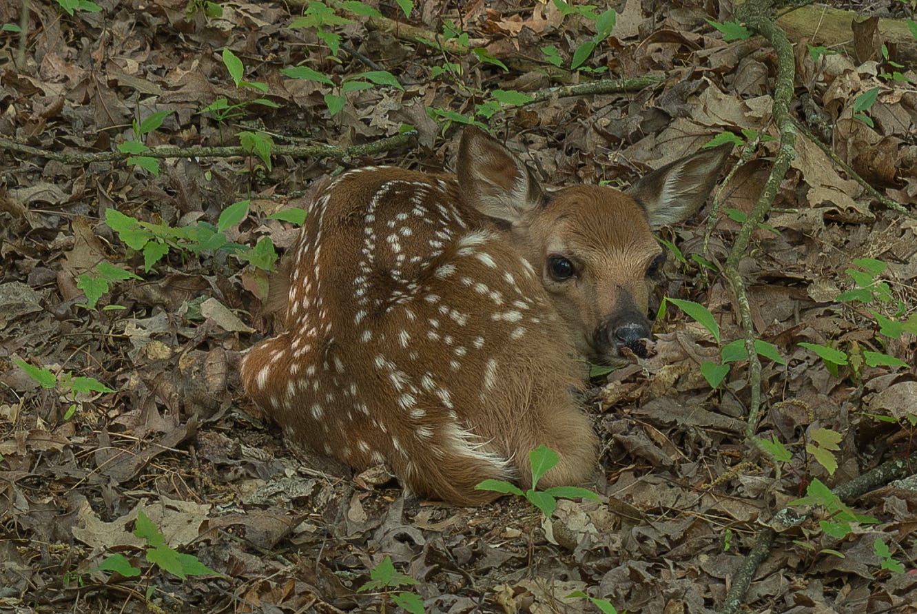 Spring Fawns