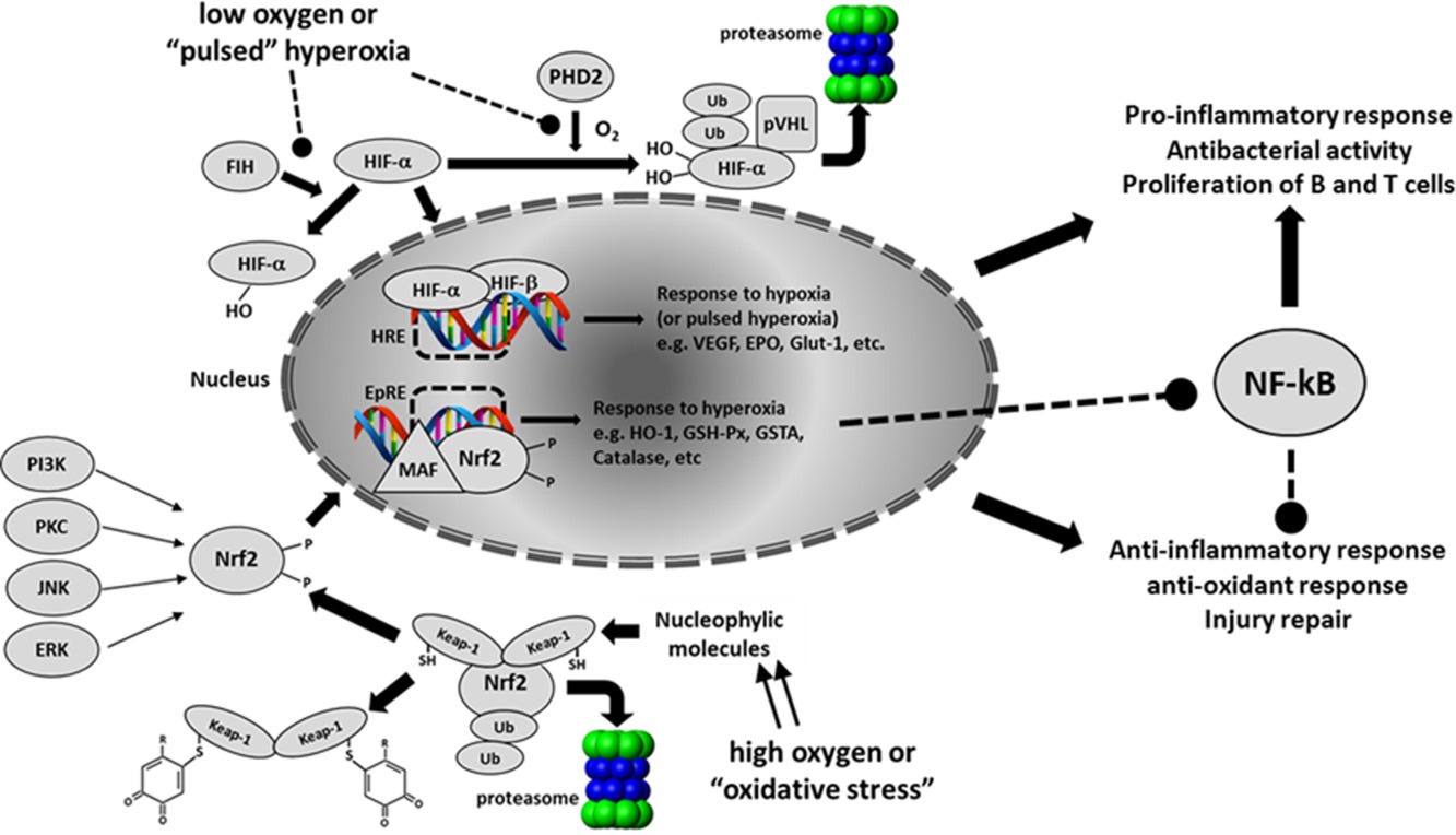How Cells Adapt to Changes in Oxygen Availability