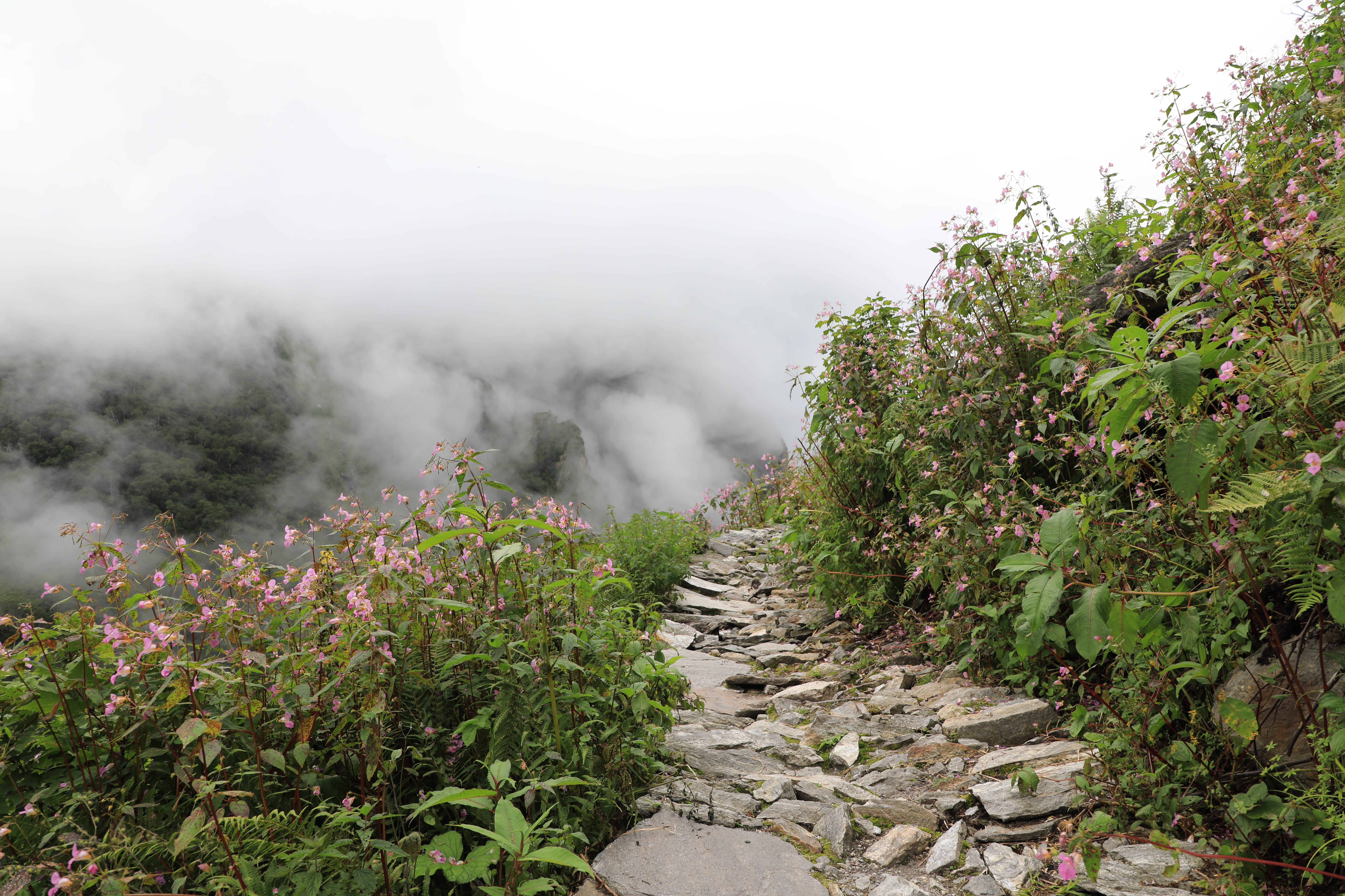 valley of flowers tour package 