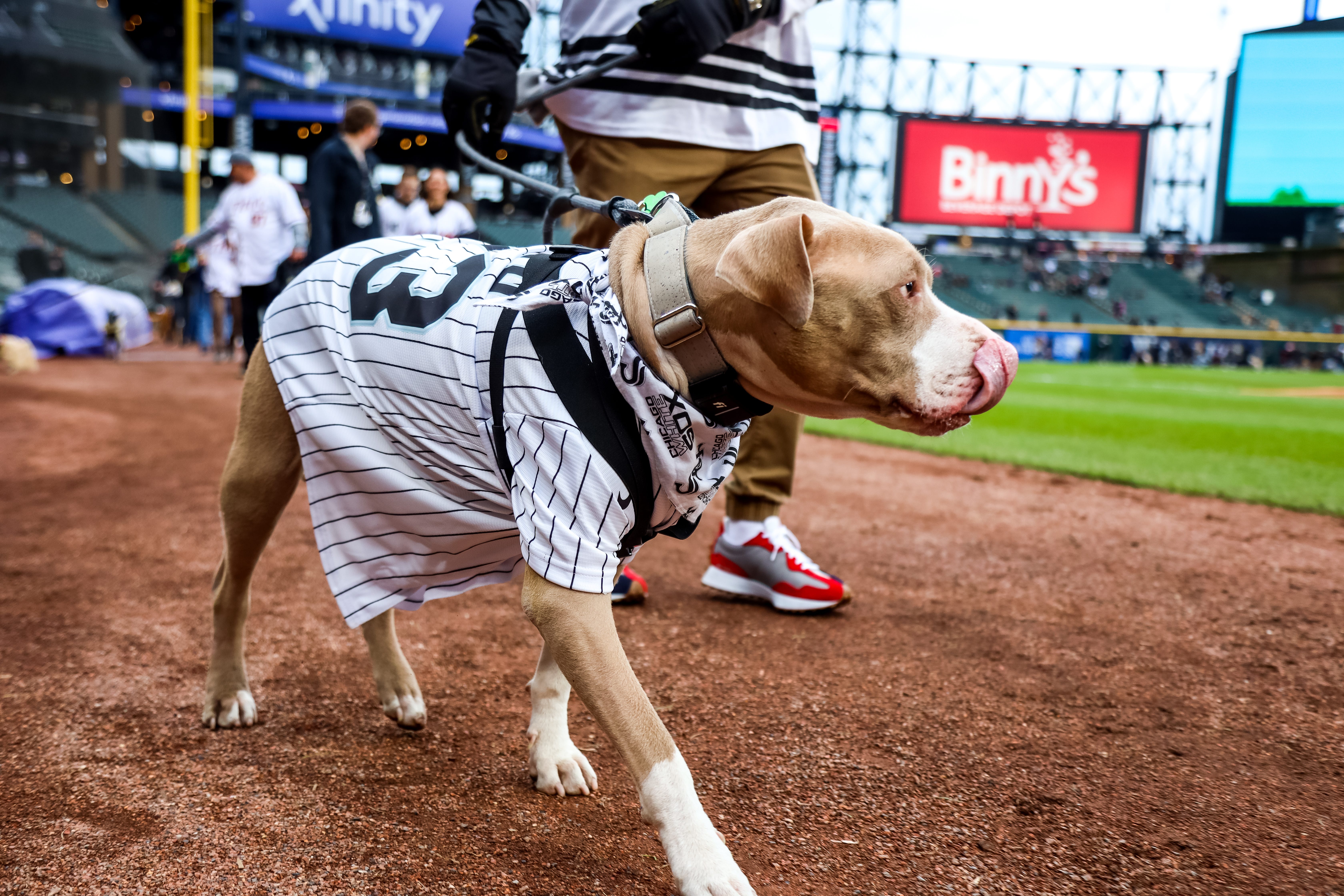 White Sox set world record for dogs at a sporting event
