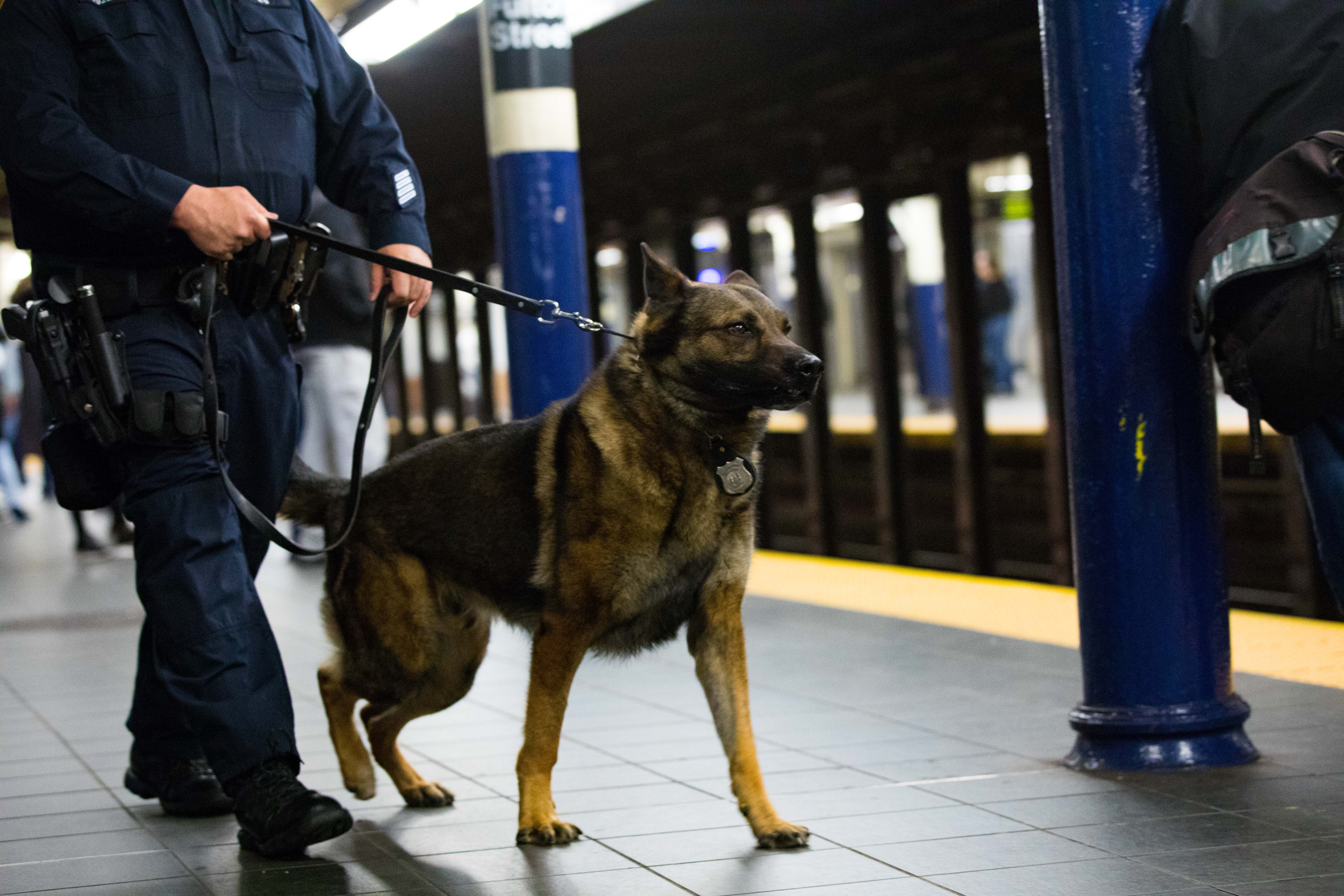 NYPD Transit Bureau K-9 Unit. Meet K-9's Cardillo and Zane of the