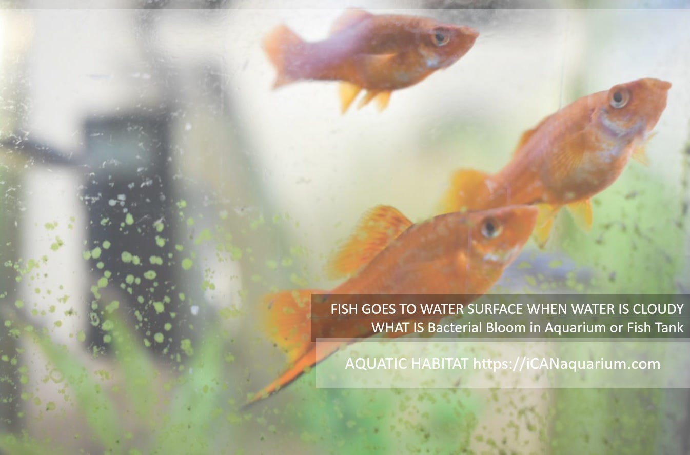 WHAT IS Bacterial Bloom in Aquarium or Fish Tank