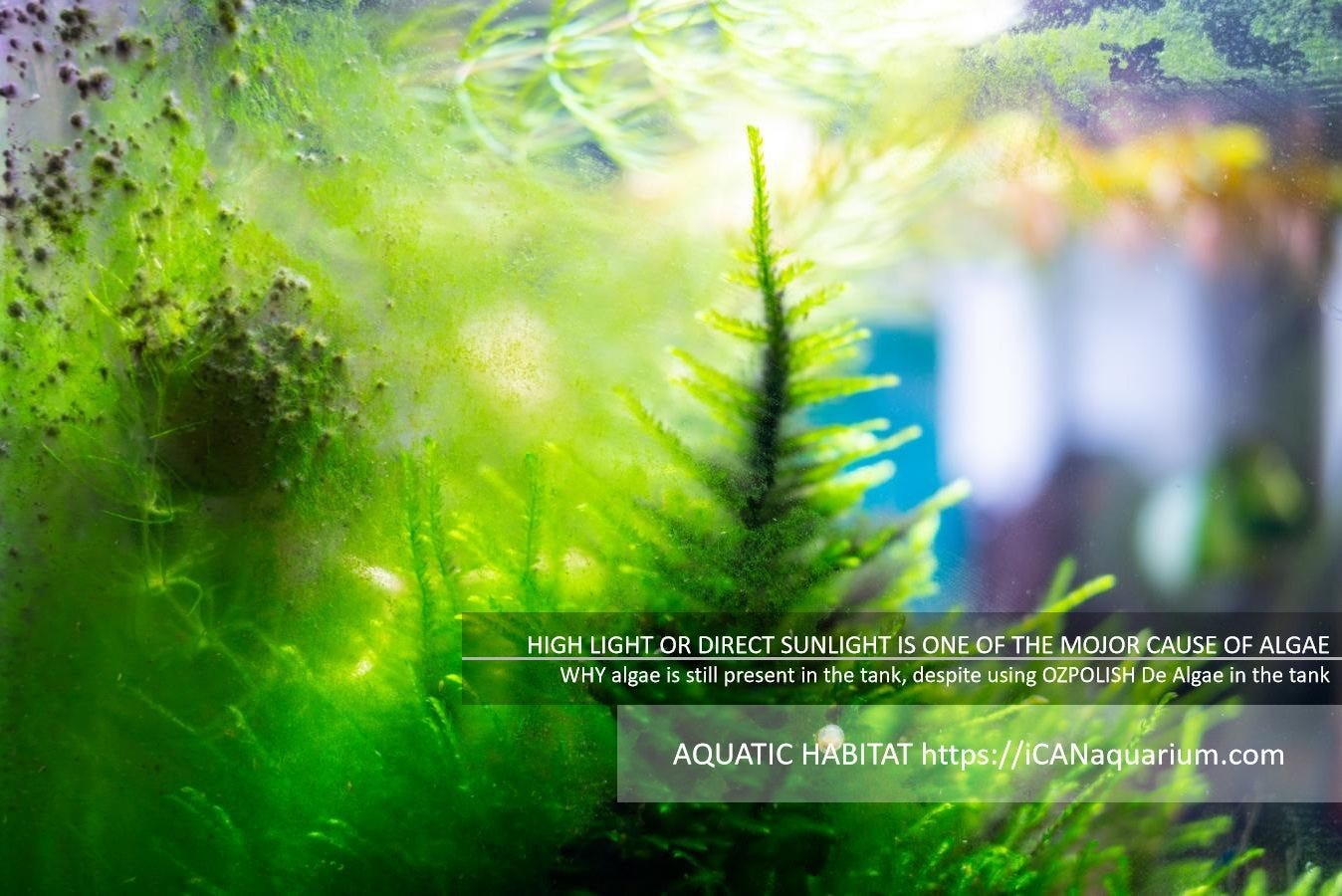 WHY algae are still present in the tank, despite using OZPOLISH De Algae in the tank