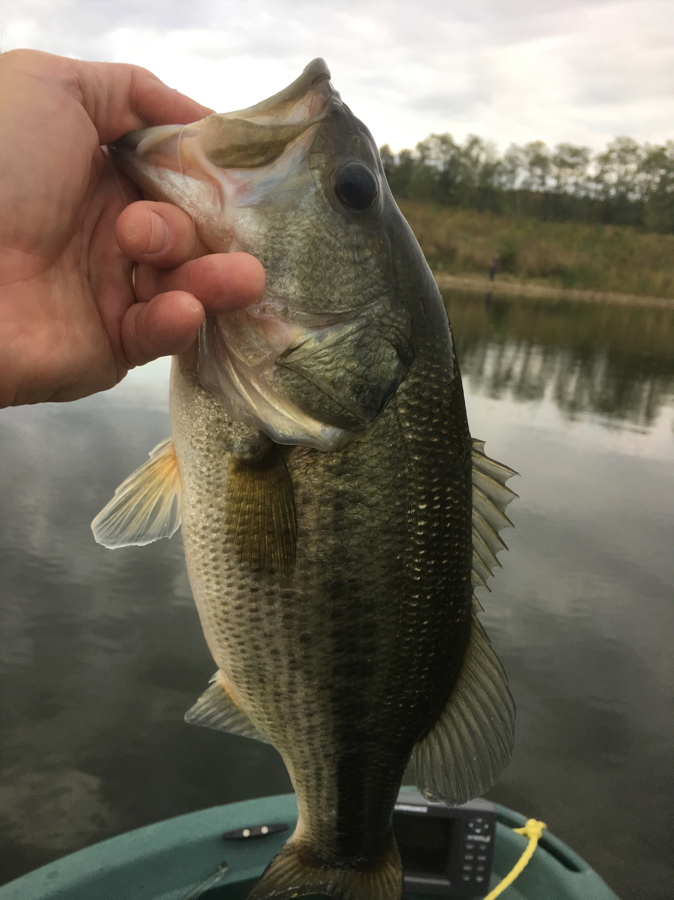 5 Huge Misconceptions about Fall Bass Fishing - Wired2Fish