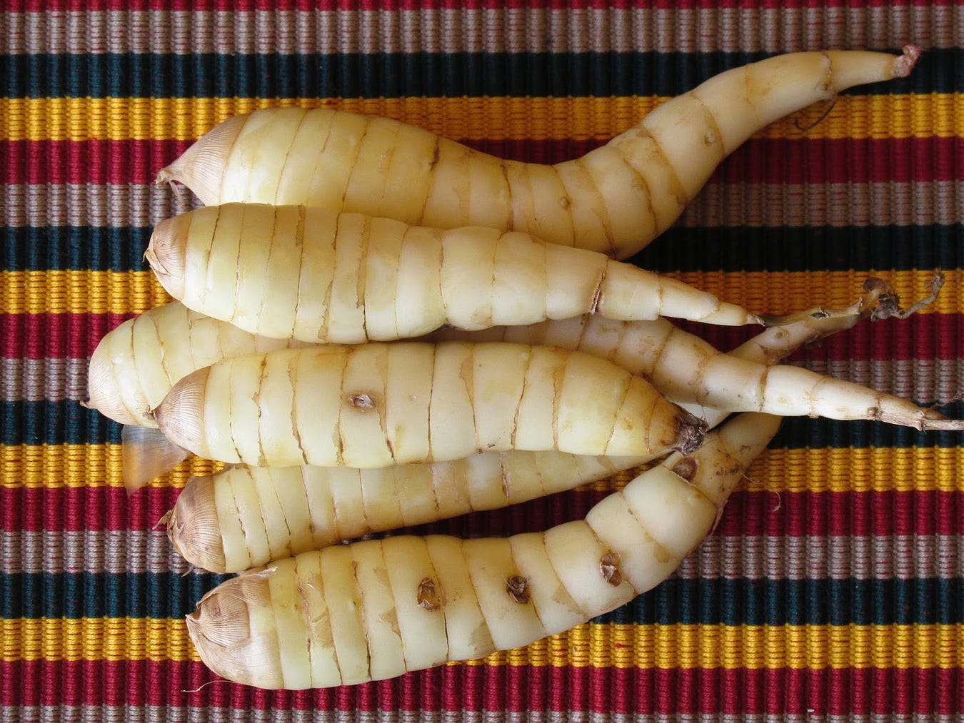 Araruta : Alternatif Tepung Bebas Gluten yang Kaya Nutrisi