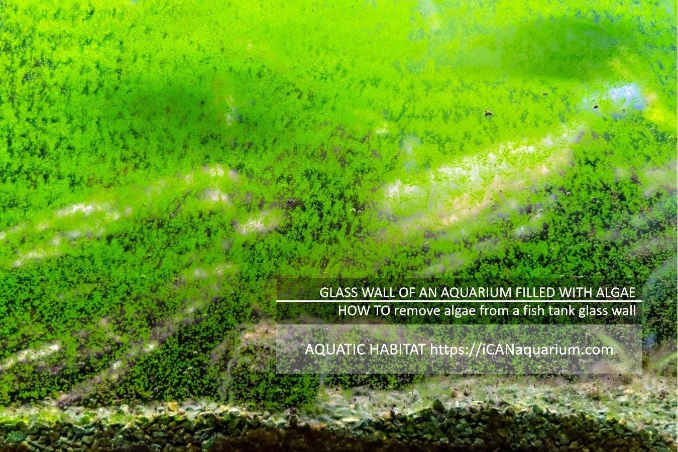 HOW TO remove algae from a fish tank glass wall (control algae in fish tank)