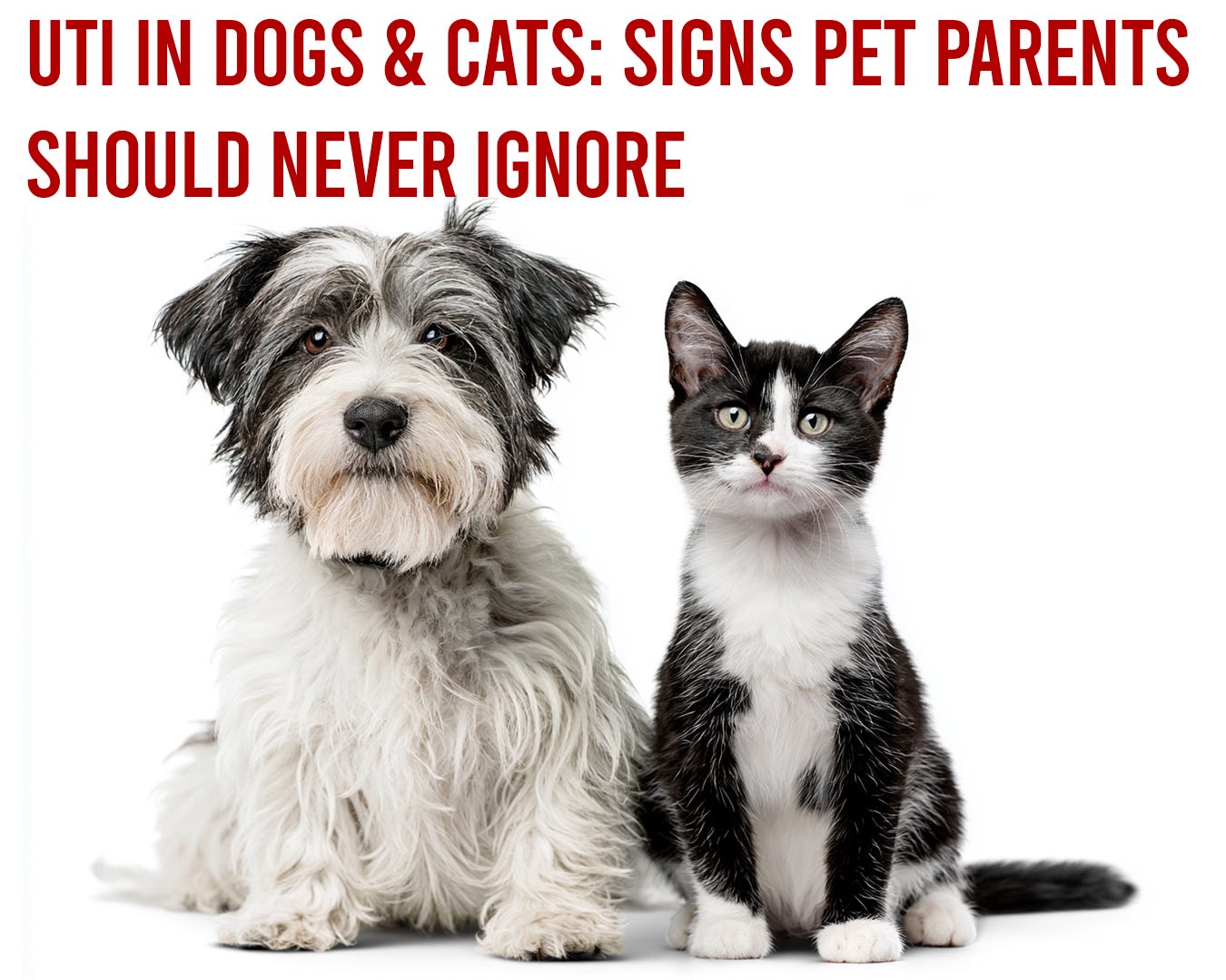 When a Simple Urinary Issue Turns Serious: Understanding UTIs in Dogs & Cats