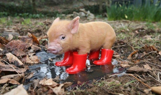 Mi Mini Pig adulto, tamaño y opciones. | by Iñigo | Cayetana. Como cuidar a  un cerdo mini pig | Medium
