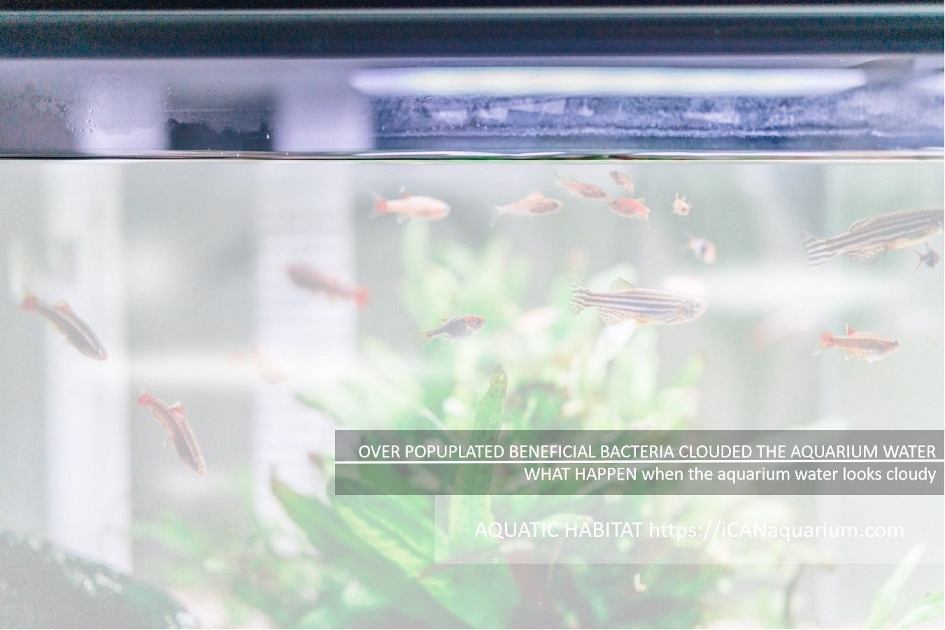 WHAT HAPPEN when the aquarium water looks cloudy