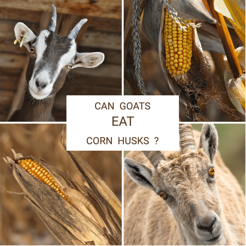 Can Goats Eat Onions? (2024). Yes, goats can eat onions, but it’s not