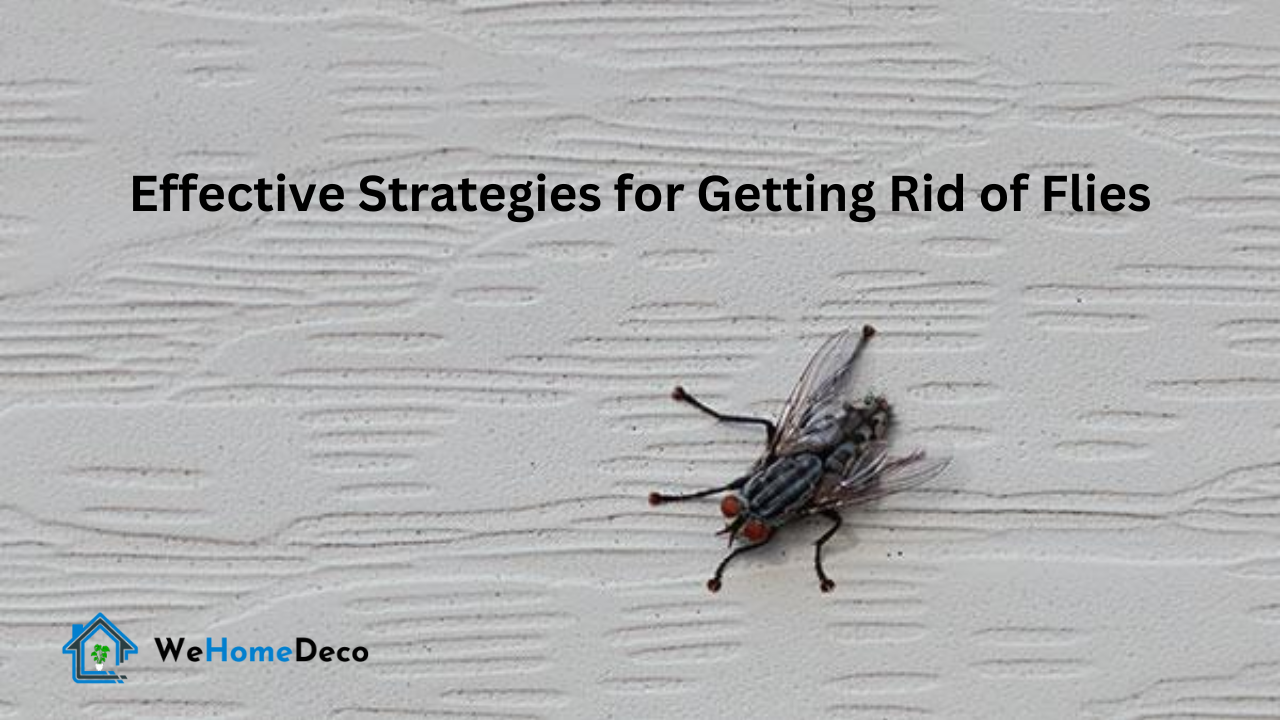 Safeguarding Your Space Effective Strategies for Termite Removal and