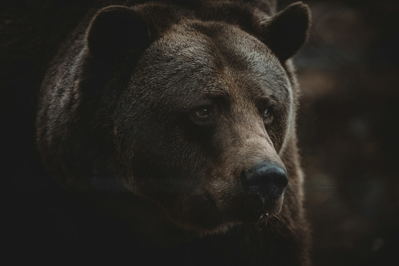 Why Men Debating “The Bear Question” Are Totally Missing the Point