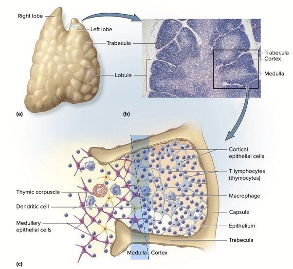 Can Multiple Sclerosis Be Cured?. What is Multiple Sclerosis? by Stay