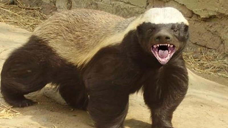 Bitcoin's Wild Side — Honeybadger Doesn't Care