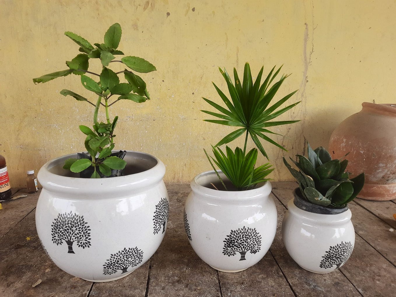 Enhance Your Green Space Discover Stylish Flower Pots at MyBageecha Mybageecha Medium