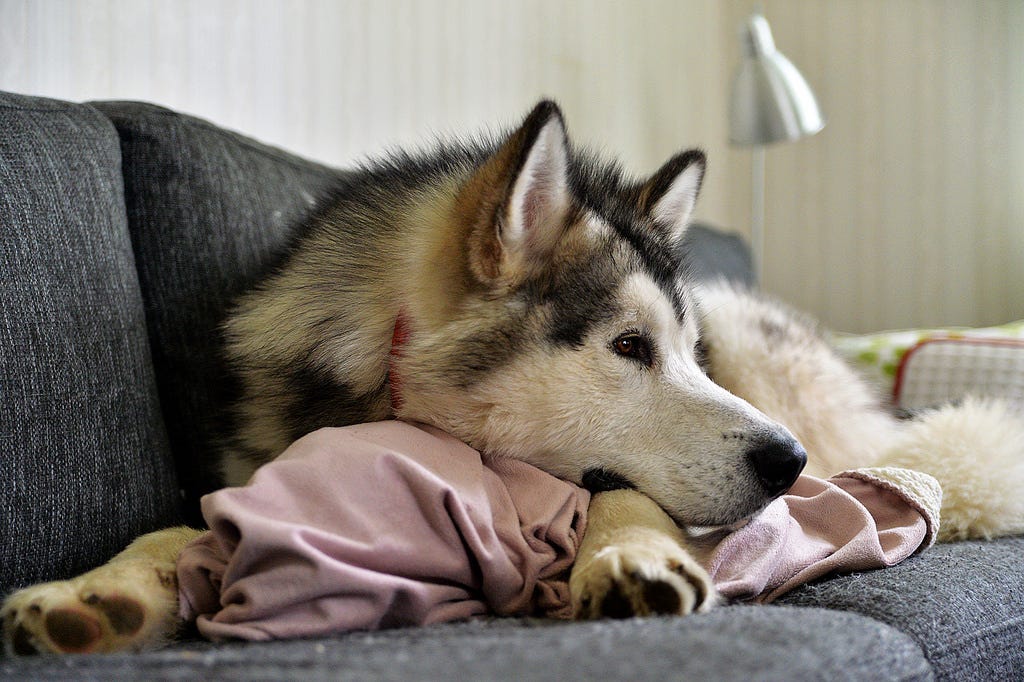 How to get dog hair off blankets? Simple methods that truly work by