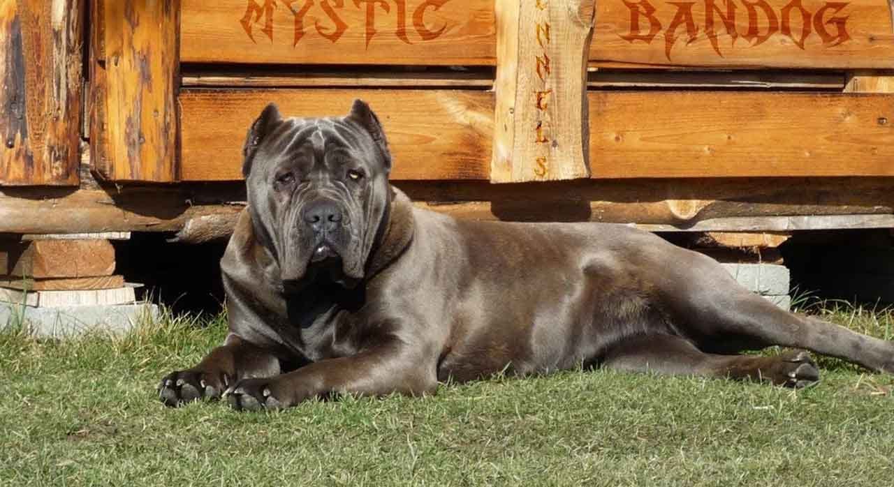 Fila Brasileiro, Information & Dog Breed Facts, Pets Feed, by Pets Feed