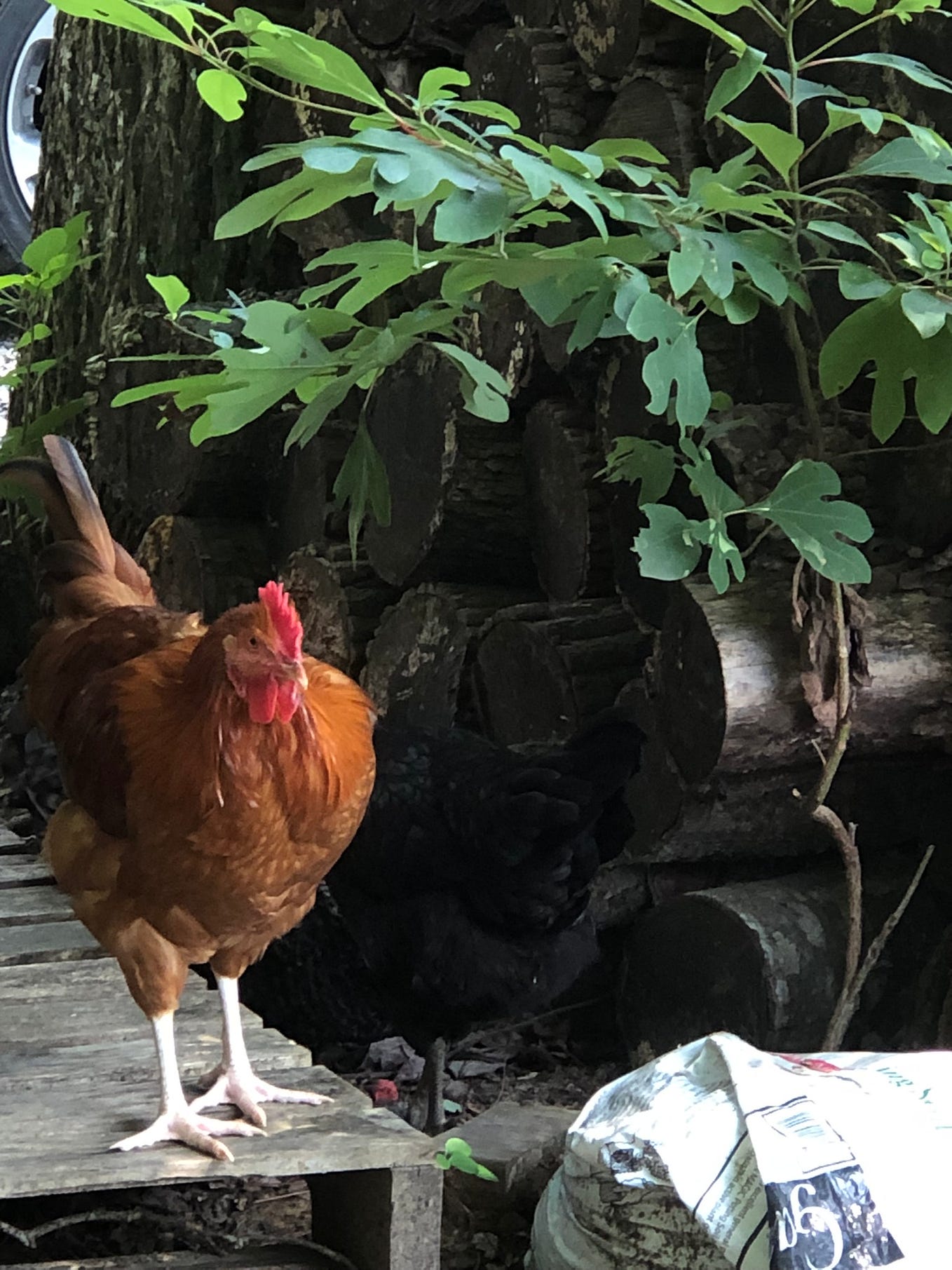 What Are the Best Backyard Chickens for Laying Eggs? Backyard Chicken