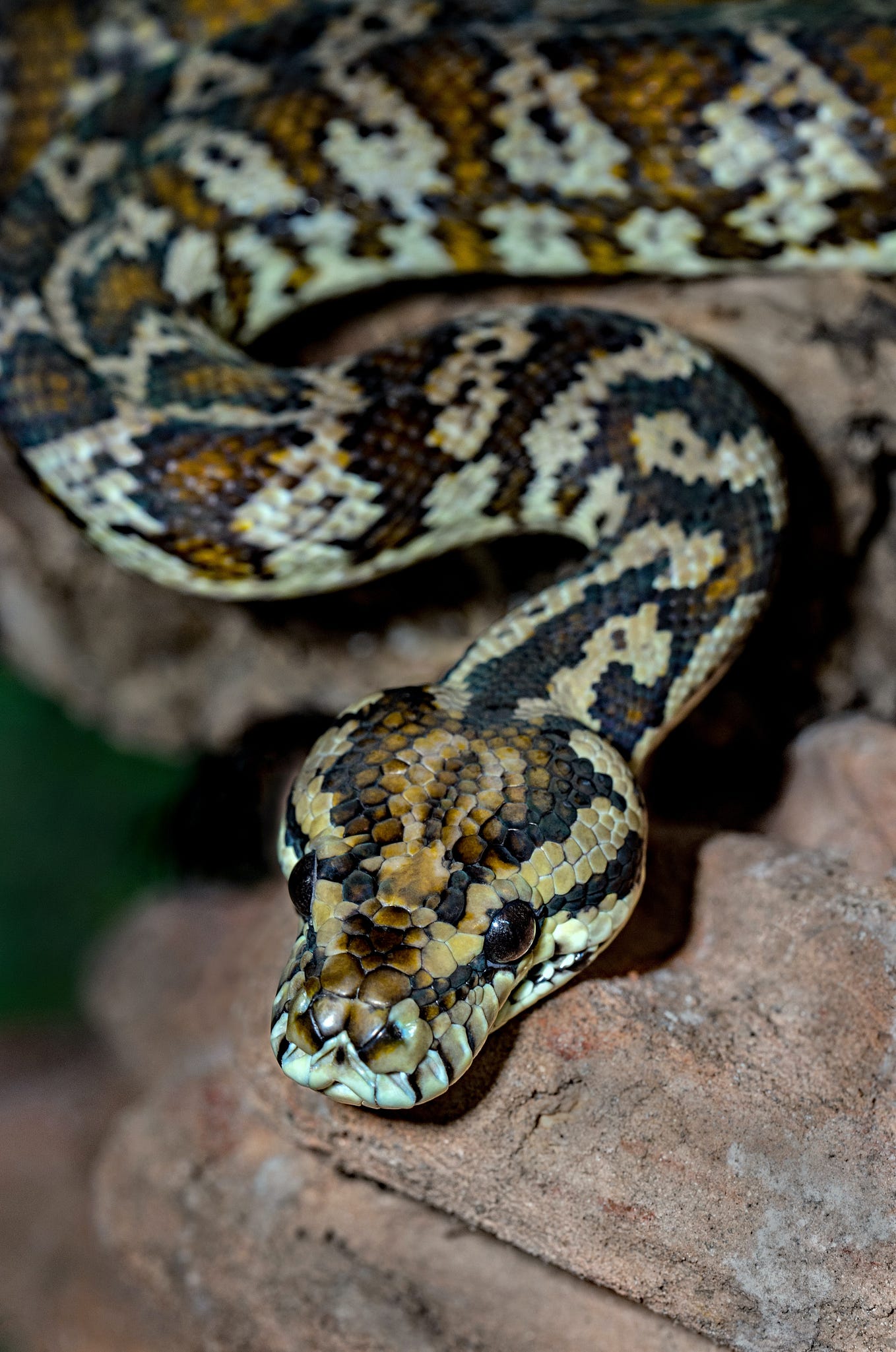 Snake dreams in Islam. seeing a poisonous snake in a dream… by Abid Hussain Chaudhary Medium