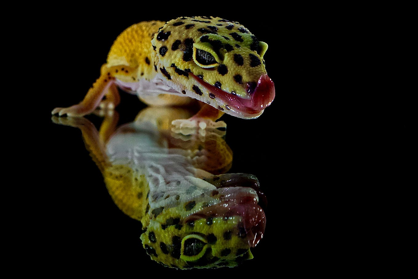 Can Leopard Geckos Eat Bearded Dragon Food? | by Matit Ramdhulan | Feb