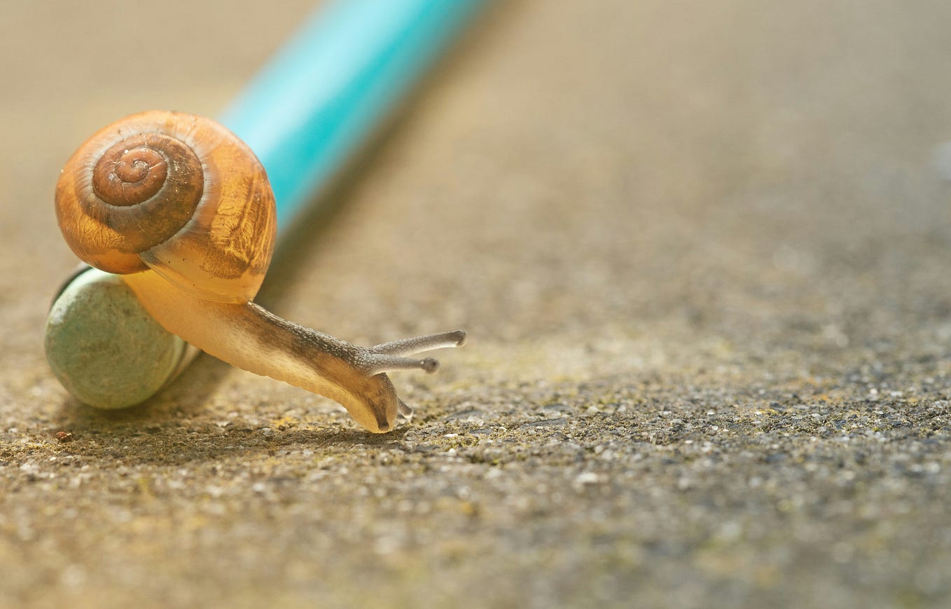 Snail crawling over an object.