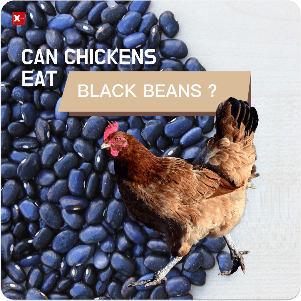Can Chickens Eat Olives?(VetApproved) by Mazhaoyang Medium